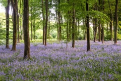 Micheldever Woods