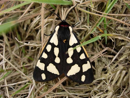 Cream-spot Tiger