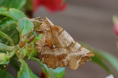 Early Thorn