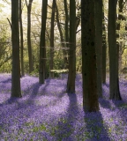 Micheldever Woods