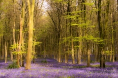 Micheldever Woods