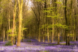 Micheldever Woods