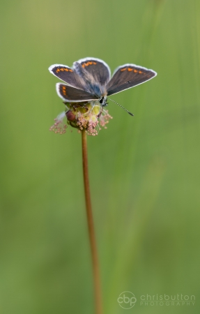 Brown Argus