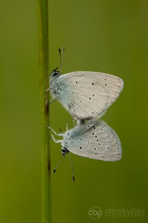 Small Blues