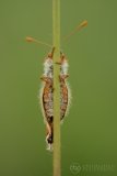 Marsh Fritillary