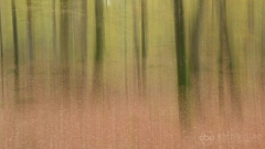 Mark Ash Wood