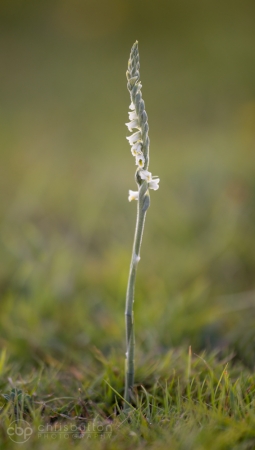 Autumn Ladies Tresses