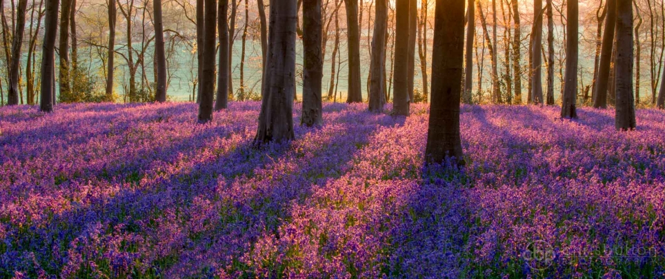 Micheldever Woods