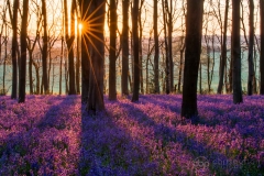 Micheldever Woods