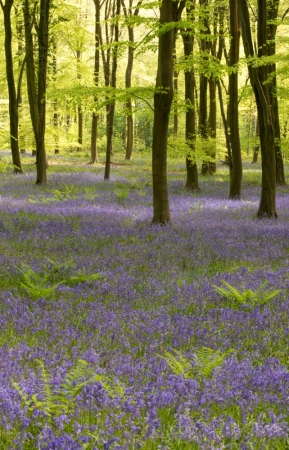 Micheldever Woods