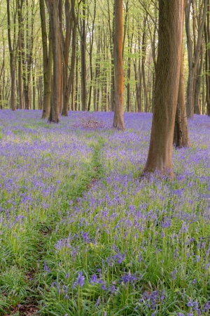 Micheldever Woods