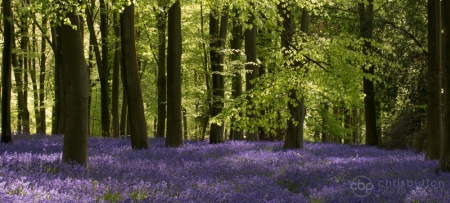 Micheldever Woods
