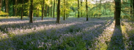 Micheldever Woods