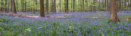 Micheldever Bluebells