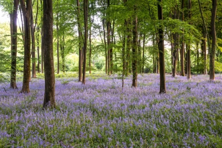 Micheldever Woods