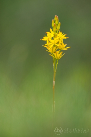 Bog Asphodel