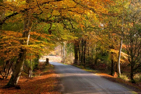Forest Colours