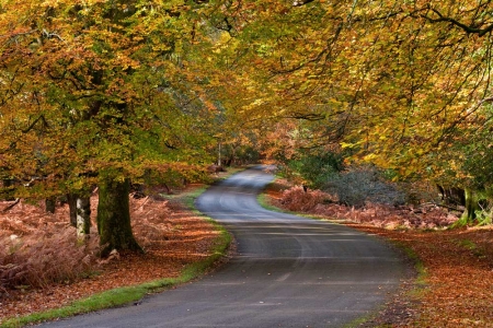 Bolderwood Drive
