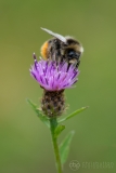 Red-tailed Bumblebee (Bombus lapidarius)