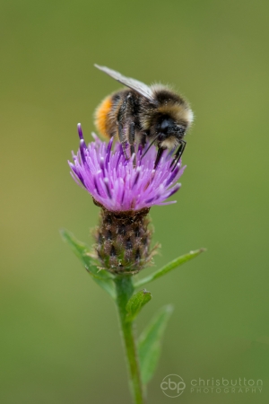 Red-tailed Bumblebee (Bombus lapidarius)