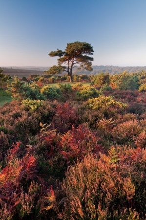Bratley Pine