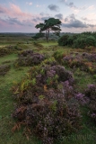Bratley View