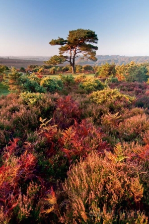 Bratley View Pine