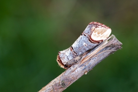 Buff-tip