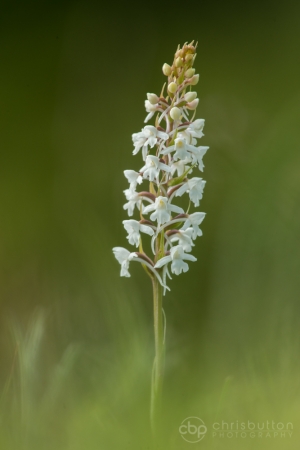 Chalk Fragrant Orchid var albiflora