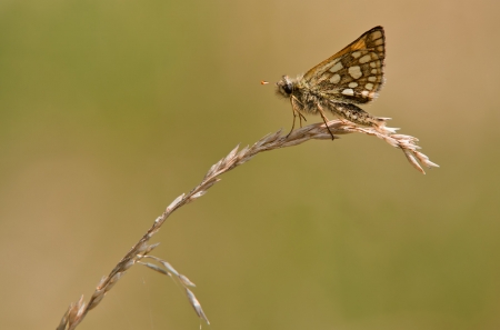 Skipper in Wait