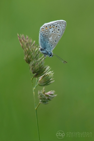Common Blue