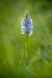 Common Spotted Orchid
