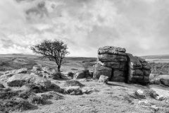 Weathered Hawthorn