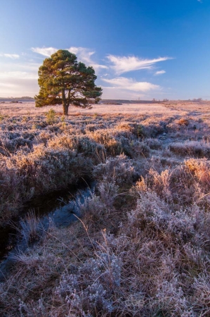 Wilverley Plain