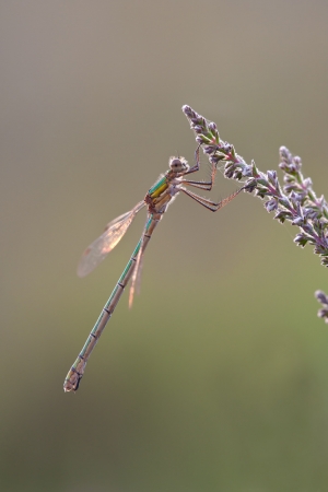 Emerald Damselfly