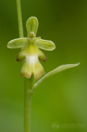 Fly Orchid var Ochroleuca