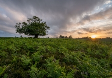 Fritham Cross