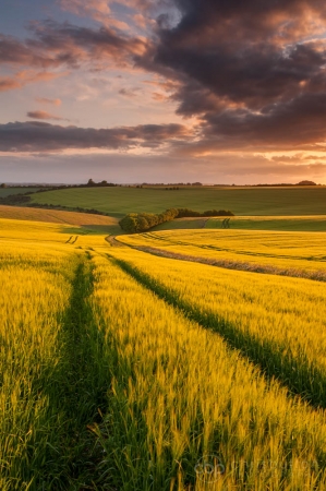Cheesefoot Head