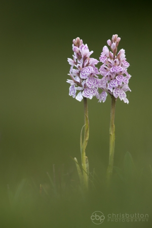 Heath Spotted Orchid