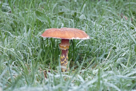 Honey Fungus