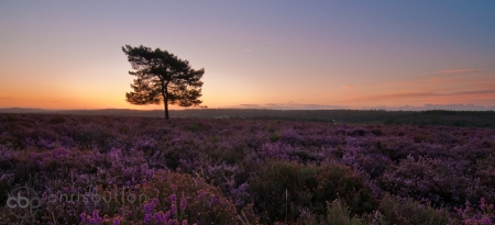 Ibsley Heather