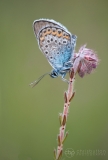 Silver-studded Blue