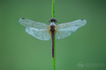 Ruddy Darter