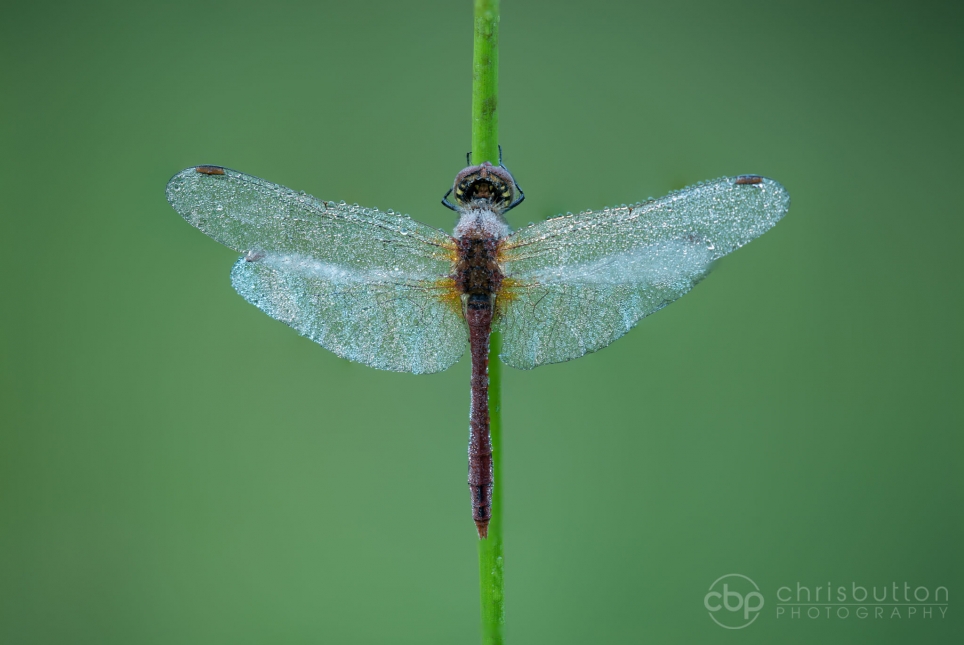 Ruddy Darter