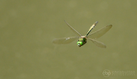 Brilliant Emerald