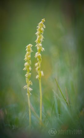 Musk Orchid