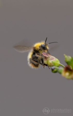 Early Bumblebee (Bombus pratorum)