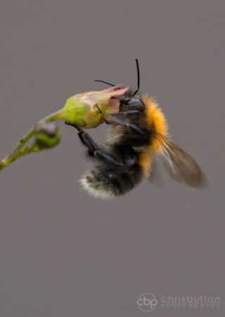 Tree Bee (Bombus hypnorum)