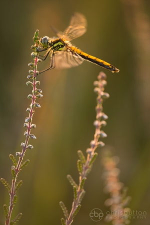 Black Darter