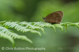 Ringlet